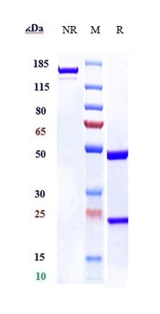 Anti-oxLDL Reference Antibody (orticumab)