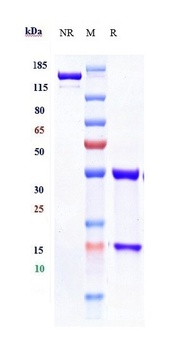 Anti-TNFRSF7 / CD27 Reference Antibody