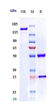 Anti-LIV-1 / SLC39A6 Reference Antibody