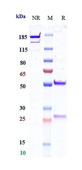 Anti-B7-H1 / PD-L1 / CD274 Reference Antibody (opucolimab)