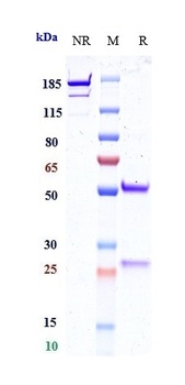 Anti-B7-H1 / PD-L1 / CD274 Reference Antibody