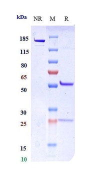 Anti-LAG3 / CD223 Reference Antibody