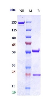 Anti-LAG3 / CD223 Reference Antibody (ieramilimab)