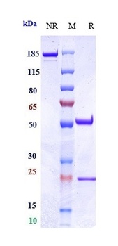 Anti-LAG3 / CD223 Reference Antibody