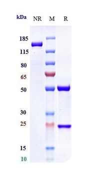 Anti-Integrin aV / ITGAV / CD51 Reference Antibody (abituzumab)