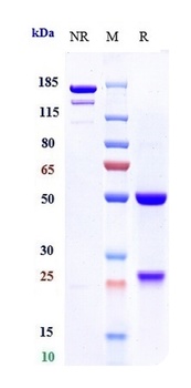 Anti-IL-7Ra / CD127 Reference Antibody (PF-06342674)