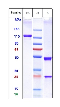 Anti-IgE Reference Antibody (omalizumab)