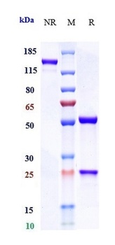 Anti-IL-6 / IFNb2 Reference Antibody (olokizumab)