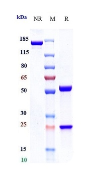 Anti-IL-6Ra / CD126 Reference Antibody (sapelizumab)