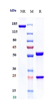 Anti-IL-6Ra / CD126 Reference Antibody