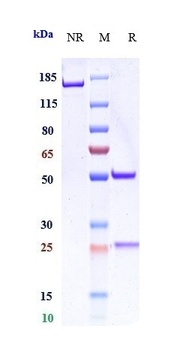 Anti-IL-6Ra / CD126 Reference Antibody