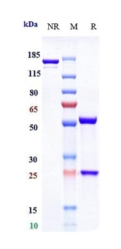 Anti-IL-6Ra / CD126 Reference Antibody