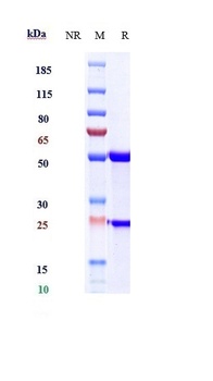 Anti-IL-6 / IFNb2 Reference Antibody (sirukumab)