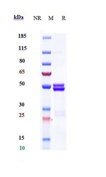 Anti-IL-6 / IFNb2 Reference Antibody (MEDI 5117)