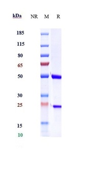 Anti-IL-6 / IFNb2 Reference Antibody