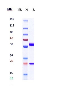 Anti-IL-6 / IFNb2 Reference Antibody (Chugai SK2)