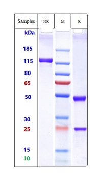 Anti-IL-2Ra / CD25 Reference Antibody