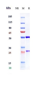 Anti-IL-23 Reference Antibody (brazikumab)