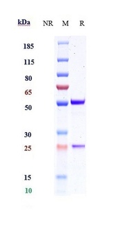 Anti-IL-1RL1 / ST2 / IL-33R Reference Antibody