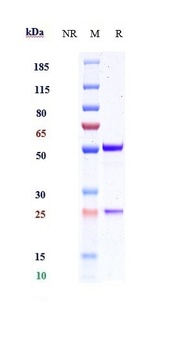 Anti-IL-1RL1 / ST2 / IL-33R Reference Antibody (melrilimab)