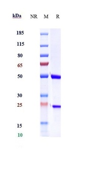Anti-F8 / Factor VIII Reference Antibody
