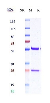 Anti-IL-15 Reference Antibody (DISC0280)