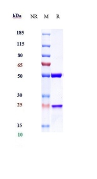 Anti-IL-13 Reference Antibody (cendakimab)