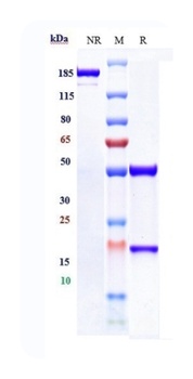 Anti-FcRn (FCGRT & B2M) Reference Antibody (nipocalimab)