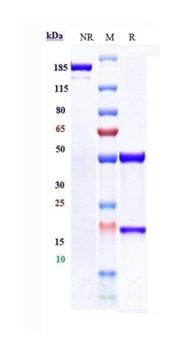 Anti-FcRn (FCGRT & B2M) Reference Antibody