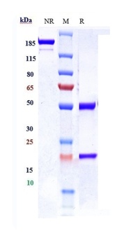 Anti-IGF1R / CD221 Reference Antibody