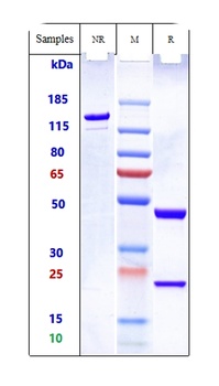 Anti-IgE (M1 prime) Reference Antibody (quilizumab)