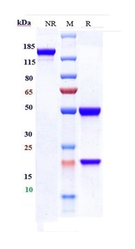 Anti-IFNg Reference Antibody (emapalumab)