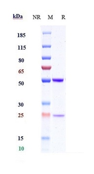 Anti-ICOS / CD278 Reference Antibody (MEDI-570)