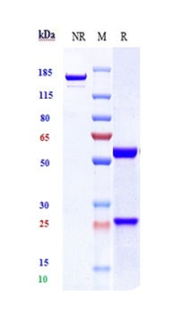 Anti-TSPAN26 / CD37 Reference Antibody (lilotomab)
