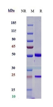 Anti-CD47 Reference Antibody (lemzoparlimab)