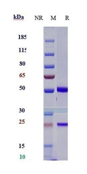 Anti-CD47 Reference Antibody