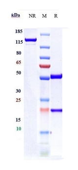 Anti-TNFRSF18 / GITR / CD357 Reference Antibody