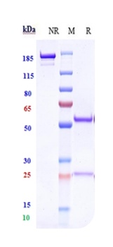 Anti-TNFRSF4 / OX40 / CD134 Reference Antibody (ivuxolimab)