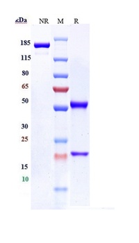 Anti- FcRL5 / IRTA2 / CD307e Reference Antibody