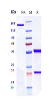 Anti-ERBB3 / HER3 Reference Antibody (lumretuzumab)