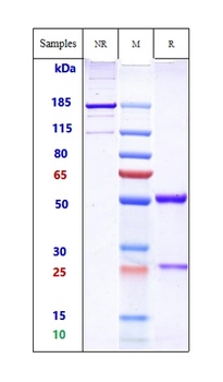 Anti-ERBB2 / HER2 / CD340 Reference Antibody (margetuximab)