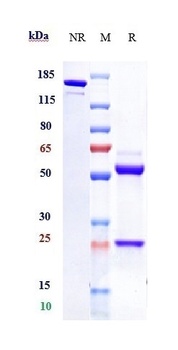 Anti-EphA3 Reference Antibody (ifabotuzumab)