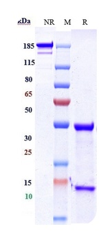 Anti-ERBB1 / EGFR / HER1 Reference Antibody (matuzumab)