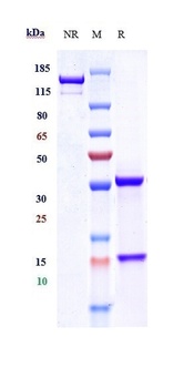 Anti-EpCAM / TROP1 / CD326 Reference Antibody