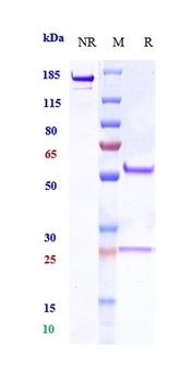 Anti-MUC17 Reference Antibody