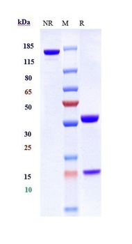 Anti-CXCR4 / CD184 Reference Antibody