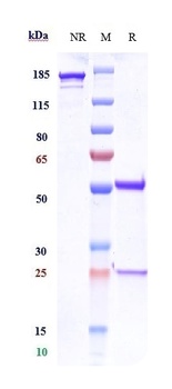 Anti-CD3e Reference Antibody (foralumab)