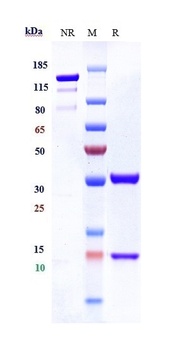 Anti-CXCL8 / IL-8 Reference Antibody