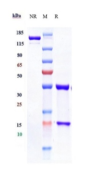 Anti-CTLA-8 / IL-17a Reference Antibody (vunakizumab)