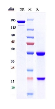 Anti-CTLA-8 / IL-17a Reference Antibody (perakizumab)